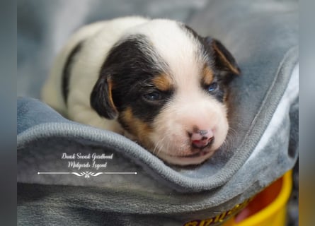 Dansk Svensk Gardhund,  Farmdog, Danky