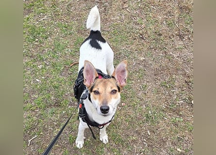 Sonnenschein ROXY - 3 Jahre, 38cm/8kg - Jack Russell-Mix