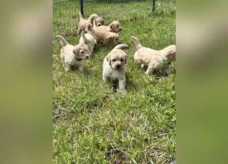 Wurfankündigung Labradoodle F1B Welpen