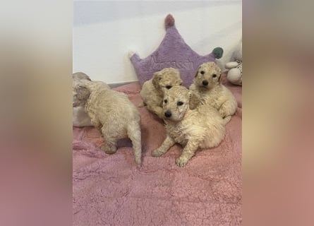 Wunderschöne Goldendoodle Welpen zu verkaufen Abgabe frühestens ab 06.12.24