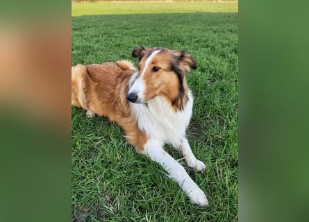 Colliewelpen suchen ein Zuhause!