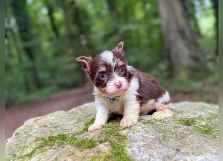 Yorkshire Terrier Biro Rüde
