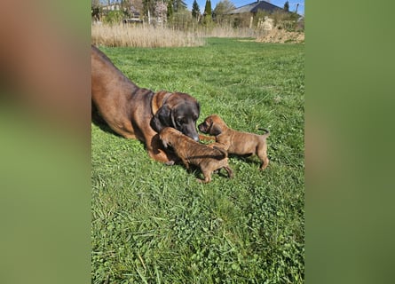 Hannoversche Schweißhund