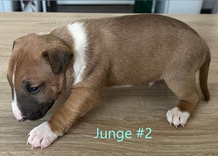 Miniature Bullterrier