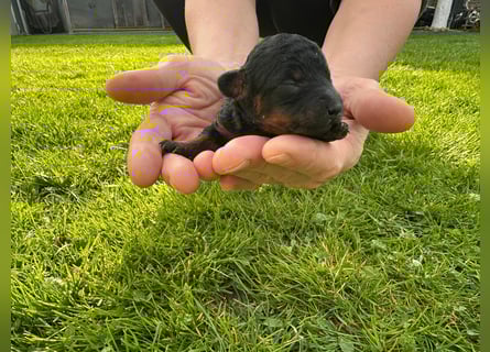 Welpen Pudel , Toypudel , Minipudel