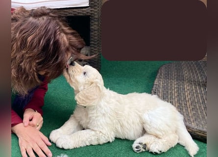 Abgabebereite Goldendoodle & Labradoodle Labrador+Golden+Retriever+Pudel Welpen
