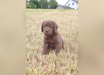 Neun zuckersüße reinrassige schokobraune Labrador-Welpen suchen ein liebevolles neues Zuhause!