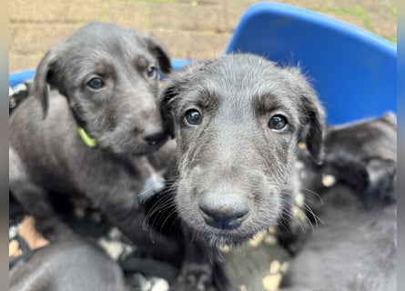 Deerhoundwelpen suchen ein liebevolles Für-Immer-Zuhause