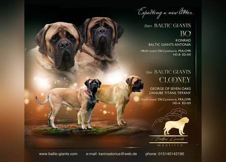 Mastiff Welpen
