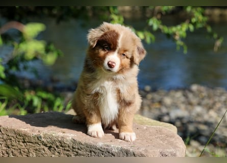 Mini American Shepherd (Showlinie) Mini Aussies