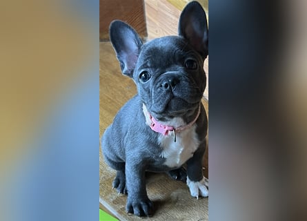 Wunderschöne Französische Bulldogge in Sonderfarben