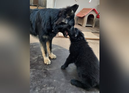 Altdeutsche Schäferhund Welpen