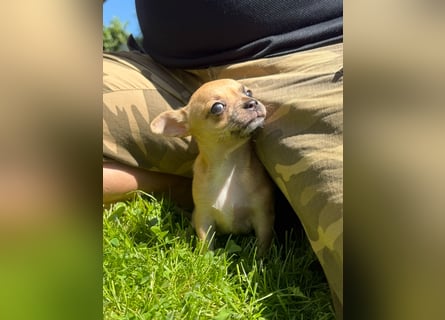 Chihuahua Welpe Hündin