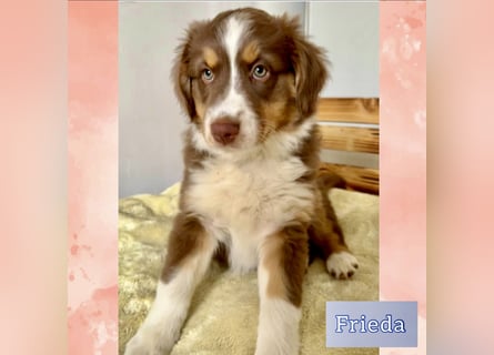 Australian Shepherd Welpen braun/redtri (Minimix/Reinrassig)+ Gesundheitszeugnis