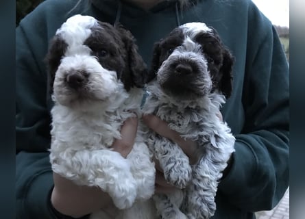 Lagotto Romagnolo / Wasserhund/ Trüffel Suchhund