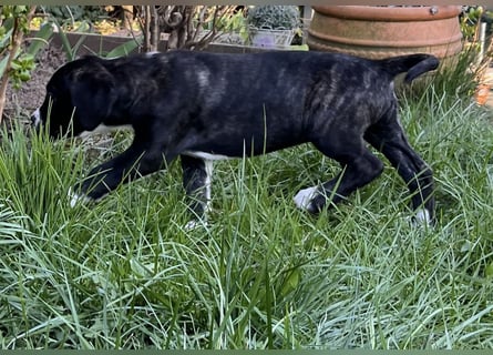 Cane Corso - Dogo Argentino Mischlingswelpe Hündin