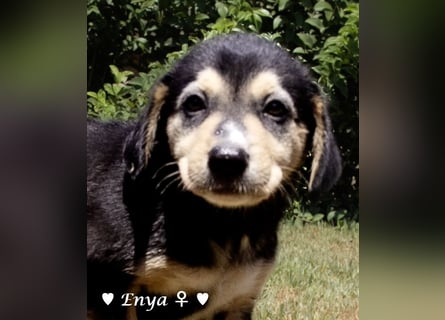 Eckie, Emma, Enya und Erin suchen ihre Familien ab Oktober