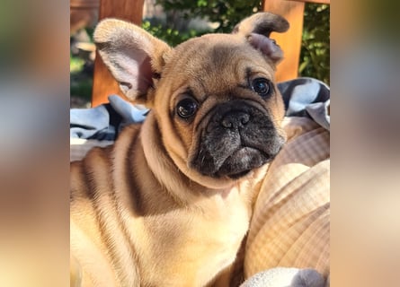 Vergnügte Frops Kinder  (Französische Bulldogge + Mops )