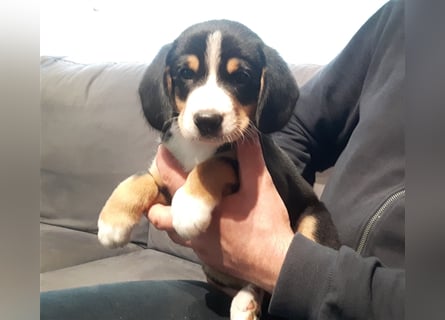Entlebucher Sennenhund-Welpen "vom Zwergenstübchen" mit Ahnentafel