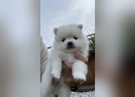 Pomeranian Zwergspitz Welpe