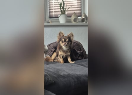 Chihuahua Rüde 