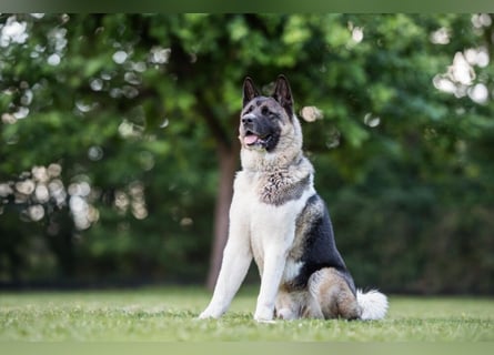 Kendo - ruhiger, ausgeglichener Familienhund - Tierhilfe Franken e.V.