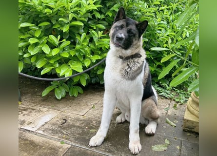 Kendo - ruhiger, ausgeglichener Familienhund - Tierhilfe Franken e.V.