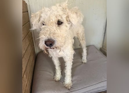 ❤️ zarte Hundeseele LUNA - 3,5 Jahre, 45cm - Puli-Mix