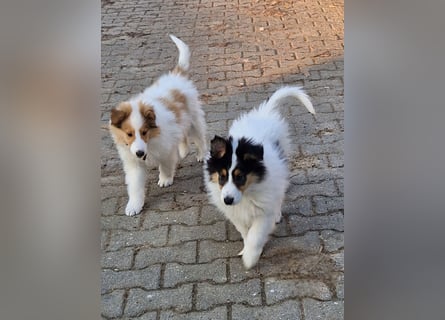 umzugsbereit, Reinr. Colliewelpen m. Ahnentafel zu verk.