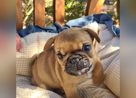Vergnügte Frops Kinder  (Französische Bulldogge + Mops )