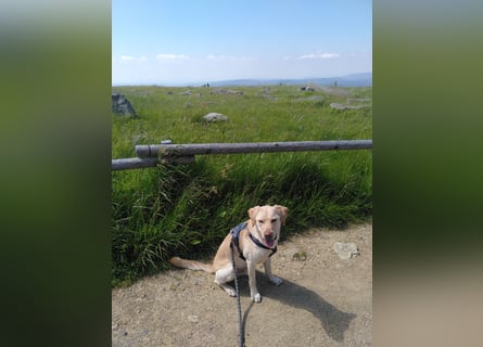 Labrador Golden Retriever Mix 