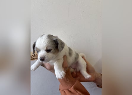 Chihuahua Langhaar Welpen ab Mitte Mai abzugeben