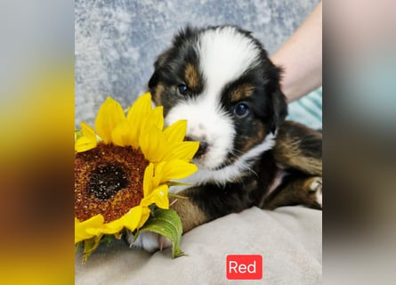 Australian Shepherd Wurfankündigung