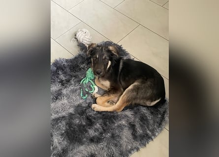 In der Nähe von Köln Traumhund Ben sucht ein Zuhause