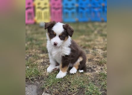 Mini Aussie Hündin / Mini American Shepherds aus Liebevoller Aufzucht