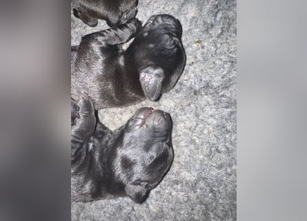 8 Labrador Retriever Rhodesian Ridgeback Welpen in Sonderfarbe seal