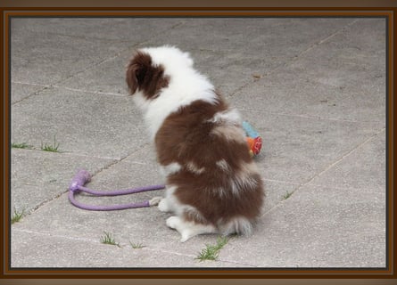 Australian Shepherd - Traumwelpen -KEINE Arbeitslinie-aus langjähriger Familienaufzucht.