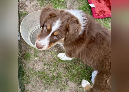 Australian Shepherd Welpen braun/redtri (Minimix/Reinrassig)+ Gesundheitszeugnis