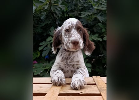 English setter Welpen (3 Rüden, 2 Hündinnen)