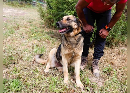 Zita, Schäferhund-Mix, lieb und verträglich  auch mit  Katzen