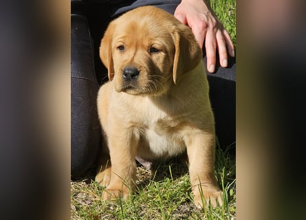 Labrador Welpen Foxred