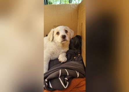 Labrador-Mischlingswelpe sucht liebevolles Zuhause