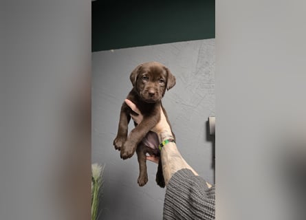 Labradorwelpen suchen ihre neue Familie