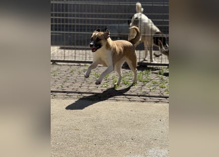 Die liebenswerte BOUNTY sucht ihr Zuhause!
