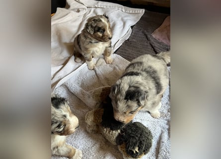 BernerSenne/ Australian Shepard