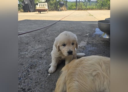 1 Golden Retriever Rüde sucht..