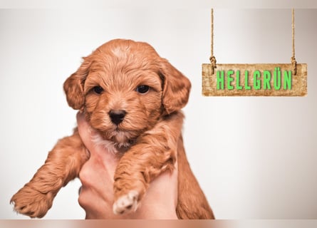 5 Wunderschöne Maltipoo-Welpen suchen ein neues, liebevolles Zuhause!