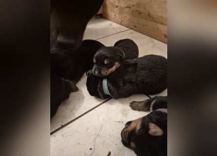 Rottweiler Schäferhund Mischling