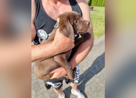 Zuckersüße Reinrassige Labrador Welpen suchen liebevolles Zuhause!