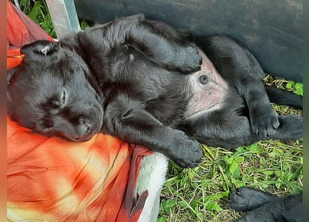 Labradorpuppies mit Papieren suchen ab Mitte Juli ein neues Zuhause